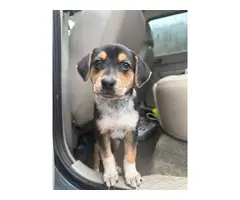 5 Texas Heeler puppies for adoption - 3