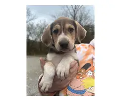 5 Texas Heeler puppies for adoption - 4