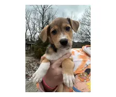 5 Texas Heeler puppies for adoption - 5