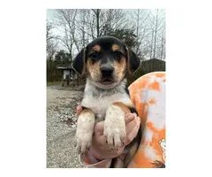 5 Texas Heeler puppies for adoption - 6