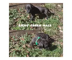 5 Chiweenie beagle mix puppies - 5