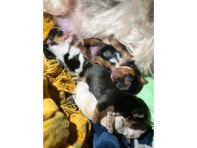 4 Yorkshire babies available - 2/7