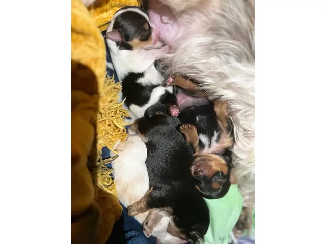4 Yorkshire babies available - 3/7
