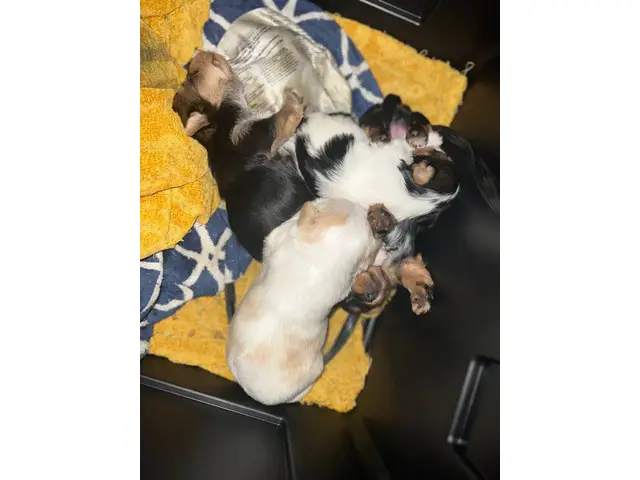 4 Yorkshire babies available - 7/7