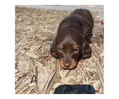 2 adorable miniature dachshund puppies for sale - 1
