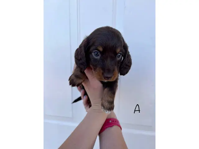 2 adorable miniature dachshund puppies for sale - 2/12