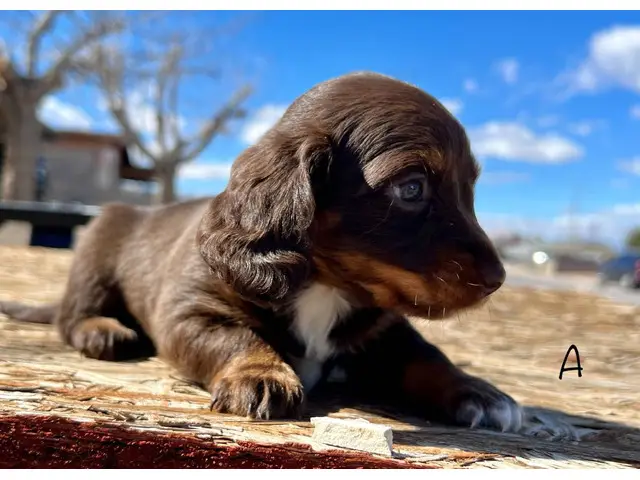 2 adorable miniature dachshund puppies for sale - 4/12