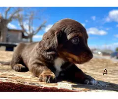 2 adorable miniature dachshund puppies for sale - 4