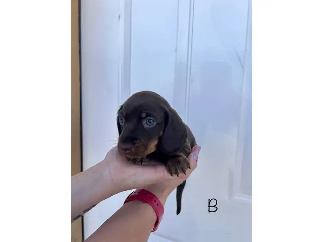 2 adorable miniature dachshund puppies for sale - 6/12