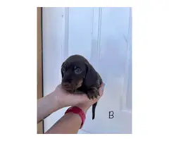 2 adorable miniature dachshund puppies for sale - 6