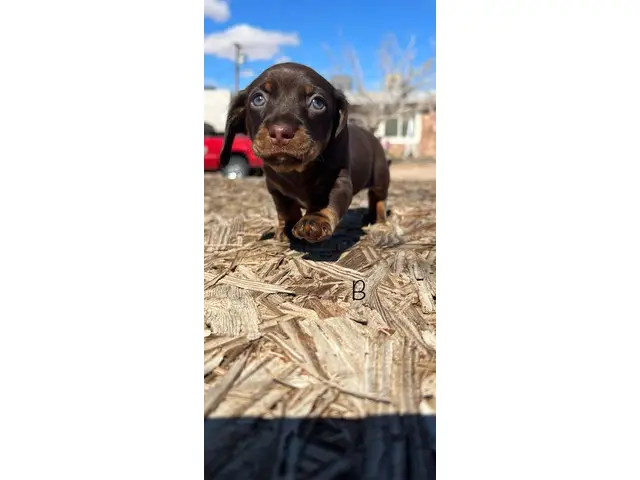2 adorable miniature dachshund puppies for sale - 7/12