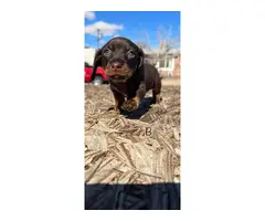 2 adorable miniature dachshund puppies for sale - 7