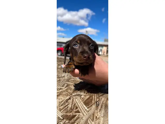 2 adorable miniature dachshund puppies for sale - 8/12