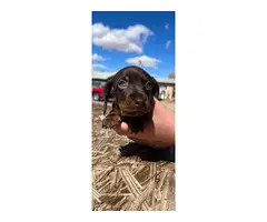 2 adorable miniature dachshund puppies for sale - 8
