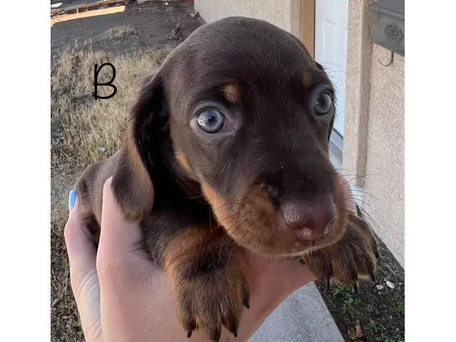 2 adorable miniature dachshund puppies for sale - 9/12