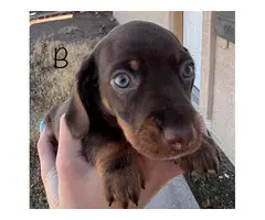2 adorable miniature dachshund puppies for sale - 9