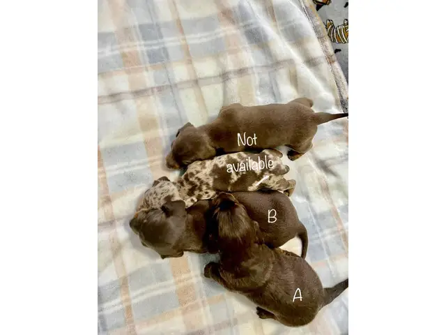 2 adorable miniature dachshund puppies for sale - 10/12