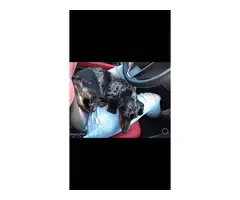 2 adorable miniature dachshund puppies for sale - 11