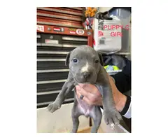 9 bullypit puppies ready for good homes