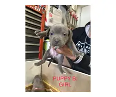 9 bullypit puppies ready for good homes - 2