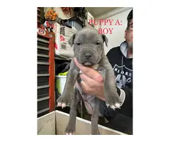 9 bullypit puppies ready for good homes - 3