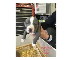 9 bullypit puppies ready for good homes - 4