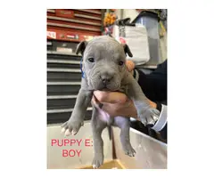 9 bullypit puppies ready for good homes - 5