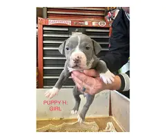 9 bullypit puppies ready for good homes - 6
