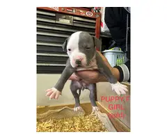 9 bullypit puppies ready for good homes - 7