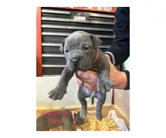 9 bullypit puppies ready for good homes - 8