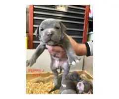 9 bullypit puppies ready for good homes - 9