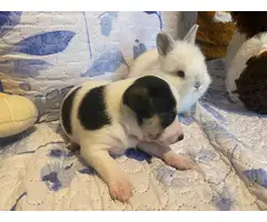 Chihuahua Puppies - 2