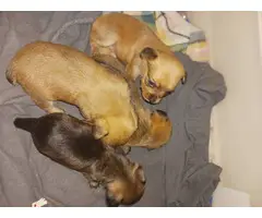 4 beautiful female morkie puppies