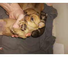 4 beautiful female morkie puppies - 2
