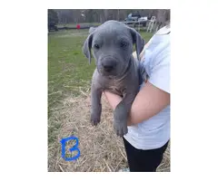 10 full-blooded pit pups - 8