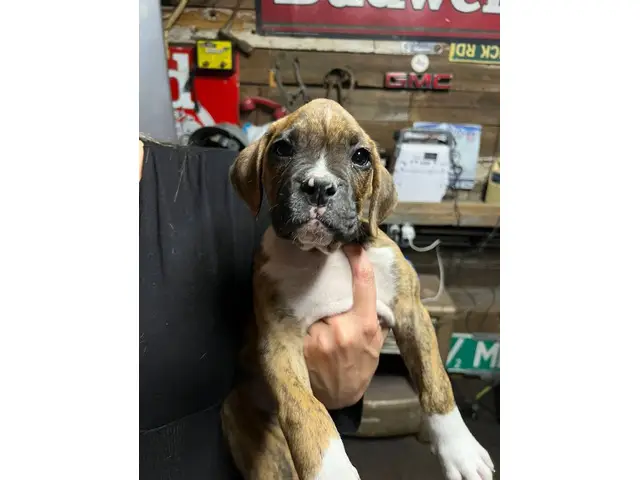 Brindle and fawn Boxer puppies for sale - 1/8