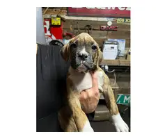 Brindle and fawn Boxer puppies for sale - 1