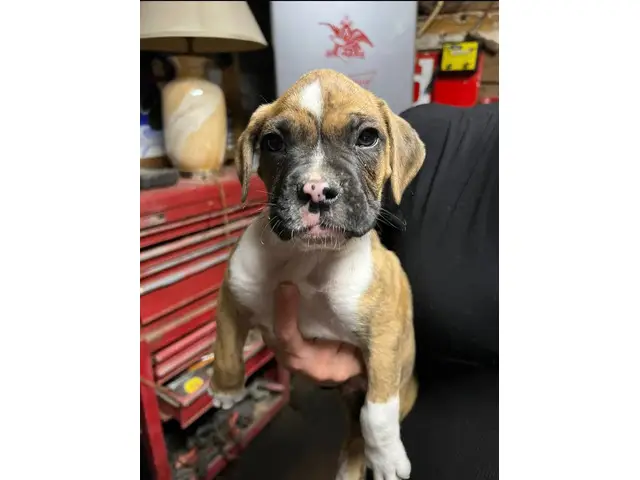 Brindle and fawn Boxer puppies for sale - 2/8