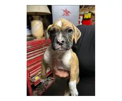 Brindle and fawn Boxer puppies for sale - 2