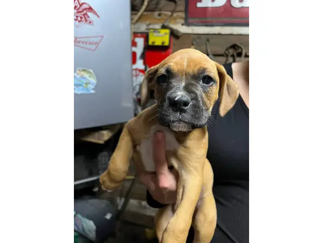 Brindle and fawn Boxer puppies for sale - 3/8