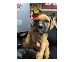 Brindle and fawn Boxer puppies for sale - 3