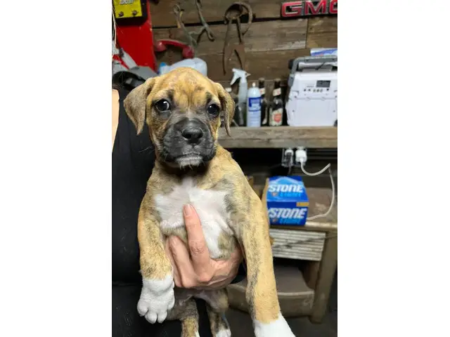 Brindle and fawn Boxer puppies for sale - 4/8