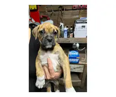 Brindle and fawn Boxer puppies for sale - 4