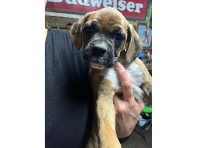 Brindle and fawn Boxer puppies for sale - 5/8