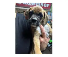 Brindle and fawn Boxer puppies for sale - 5
