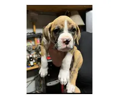 Brindle and fawn Boxer puppies for sale - 6