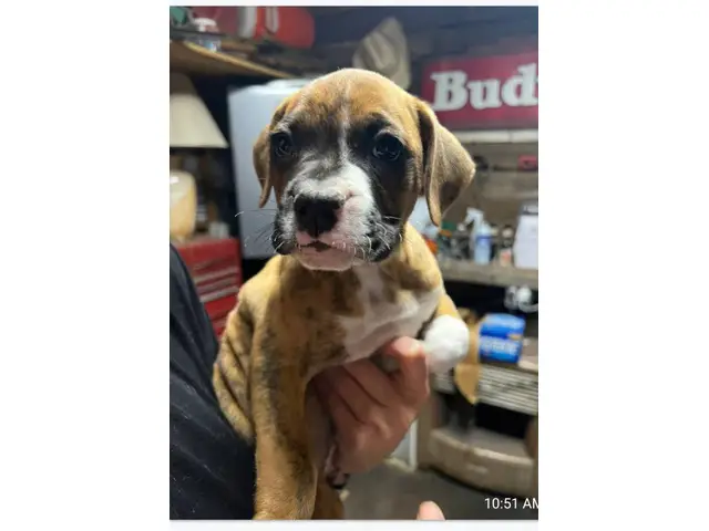 Brindle and fawn Boxer puppies for sale - 7/8