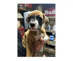 Brindle and fawn Boxer puppies for sale - 7