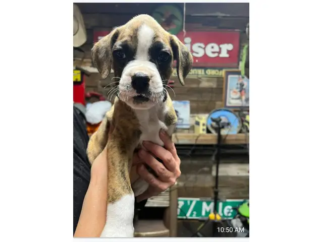 Brindle and fawn Boxer puppies for sale - 8/8