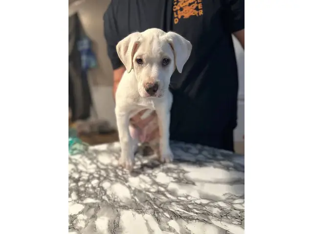 9 week old male white Lab puppy - 2/3